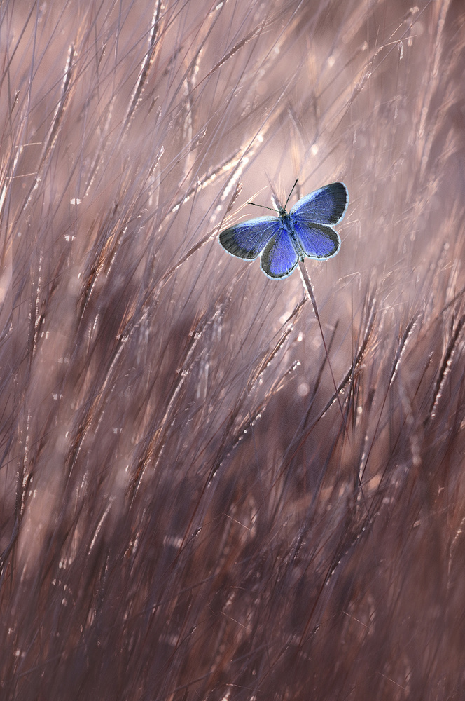 Beautiful Butterfly von Edy Pamungkas