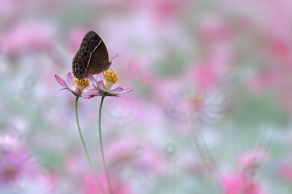 Beautiful Butterfly von Edy Pamungkas