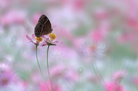 Beautiful Butterfly