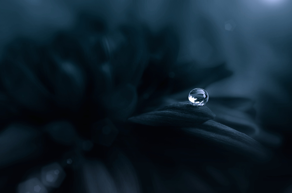 Dew in The Dark von Edy Pamungkas