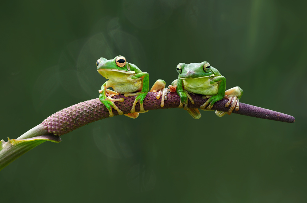 Two Green Frog von Edy Pamungkas