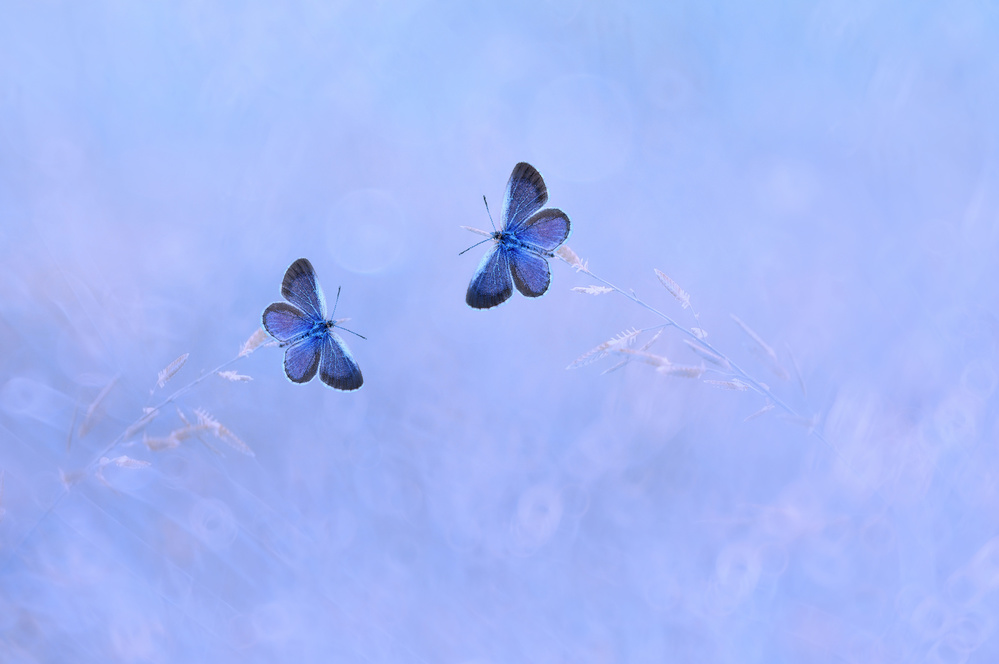 Two Butterflies von Edy Pamungkas