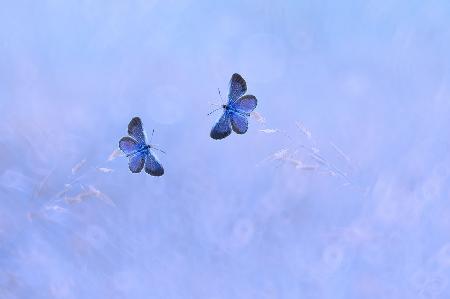 Two Butterflies