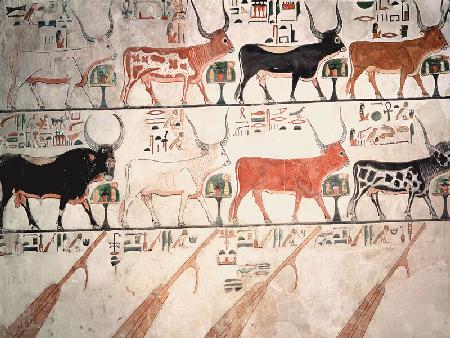 The seven celestial cows and the sacred bull and the four rudders of heaven, from the Tomb of Nefert