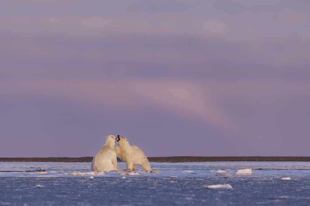 Arctic color von Eiji Itoyama