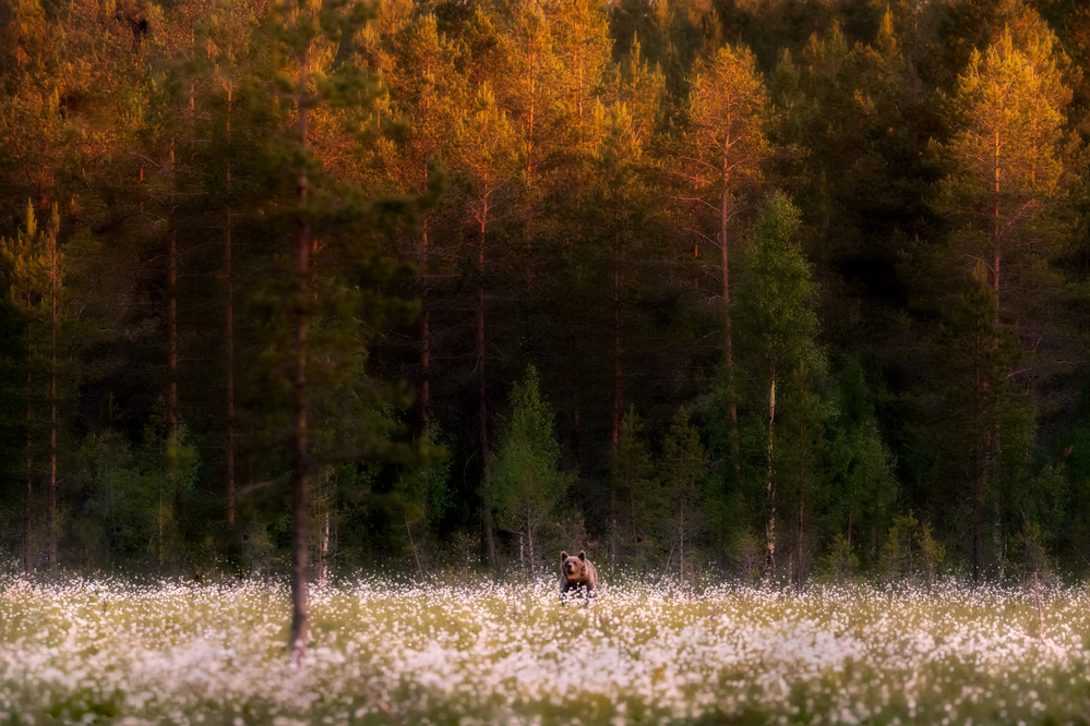 Burning northern forest von Eiji Itoyama