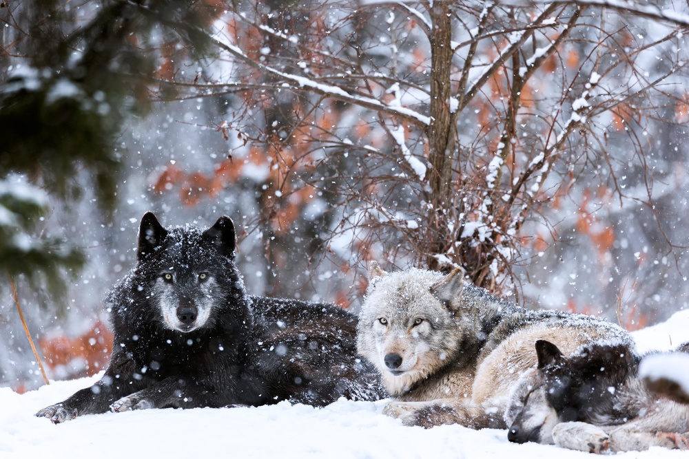 Family portrait von Eiji Itoyama