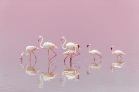 Flamingos