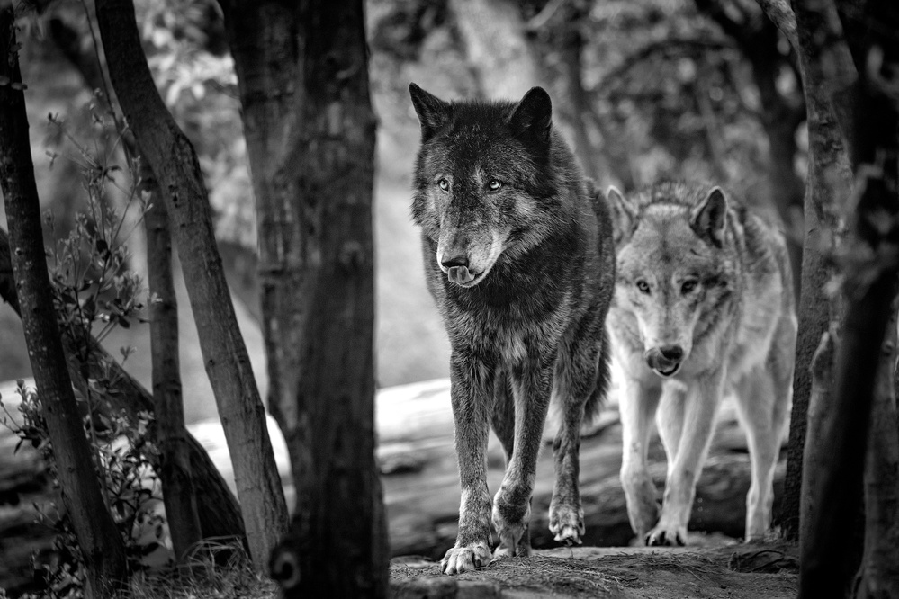 Walking wolves von Eiji Itoyama