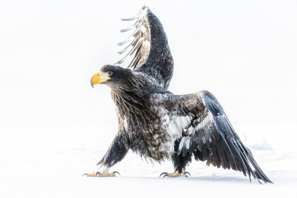 Young eagle von Eiji Itoyama