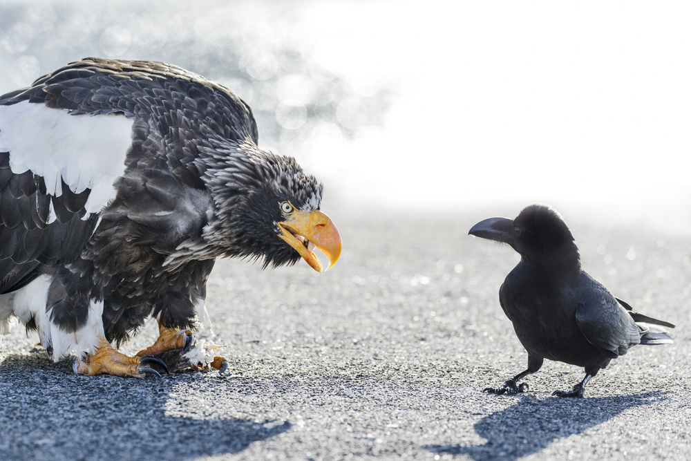 Morning greeting von Eiji Itoyama