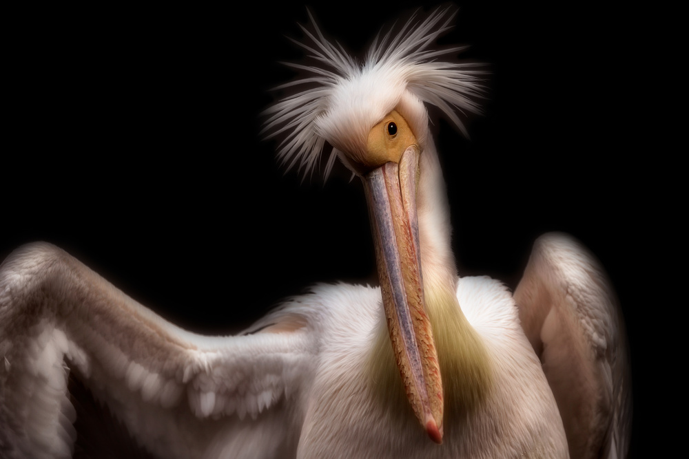 Pelicans portrait von Eiji Itoyama