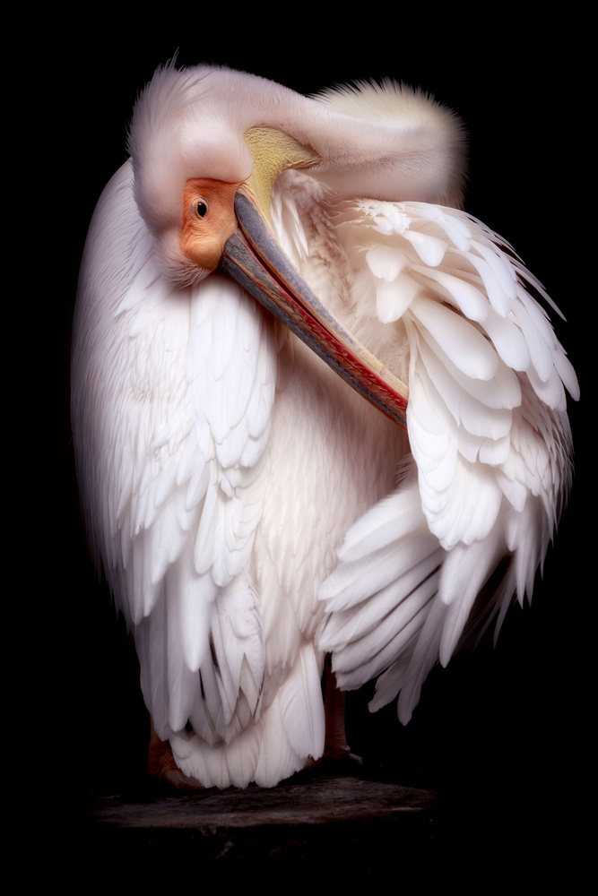 Pelicans portrait von Eiji Itoyama