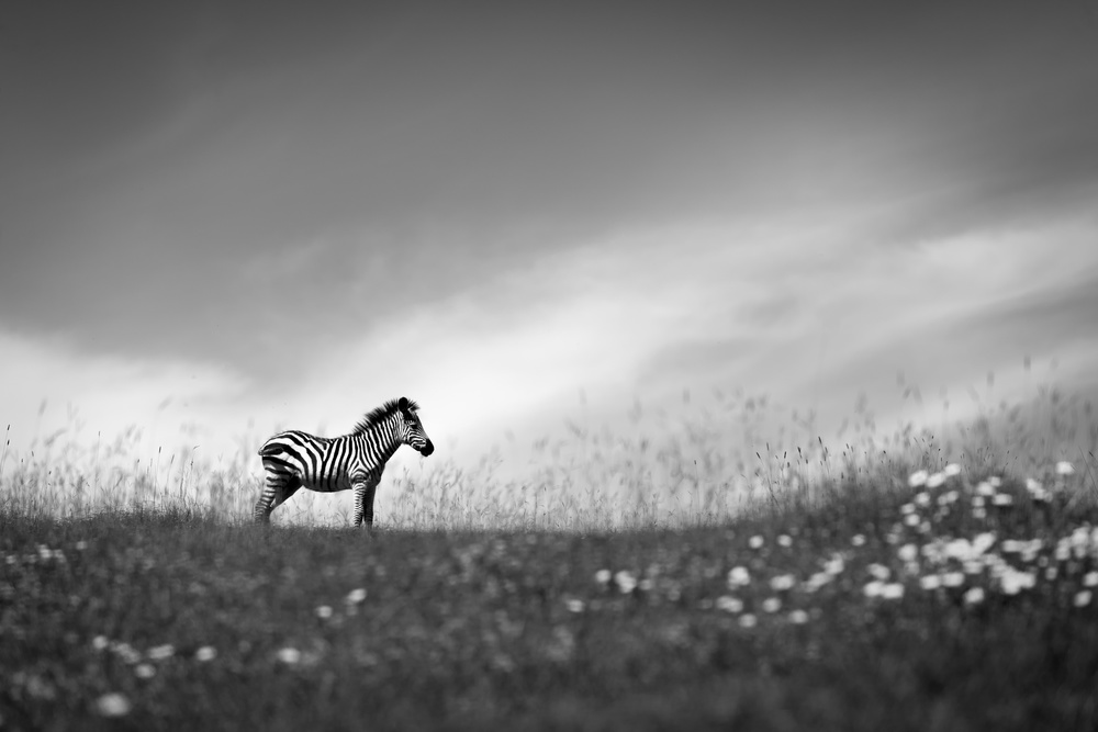 Stands on the hill. von Eiji Itoyama