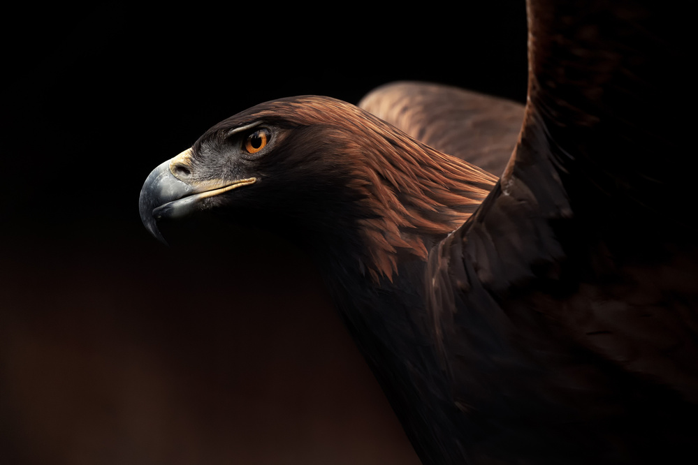 Golden Eagle portrait von Eiji Itoyama