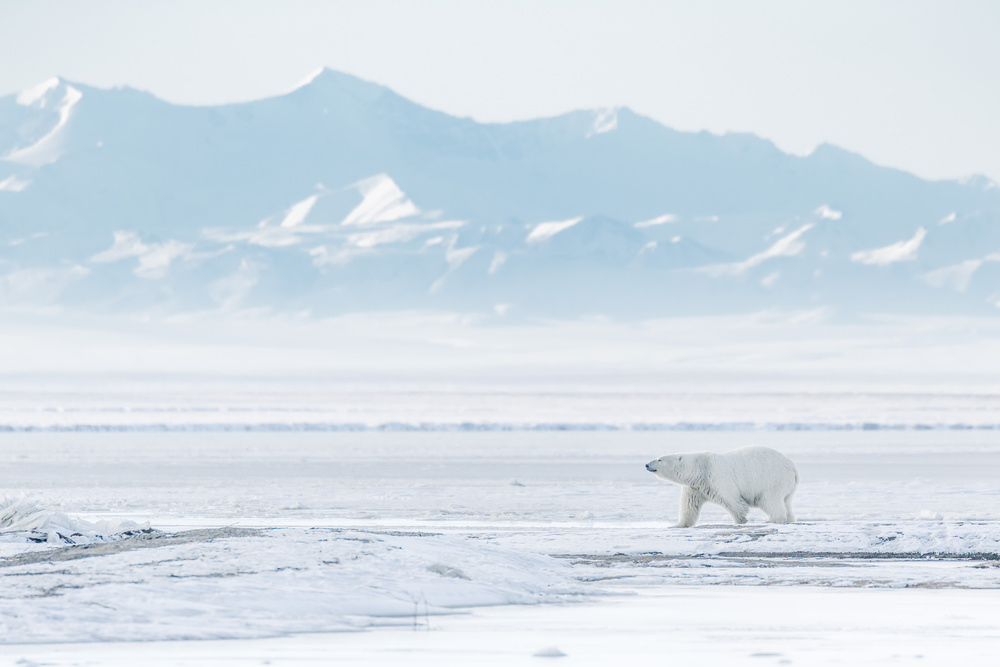 White world von Eiji Itoyama