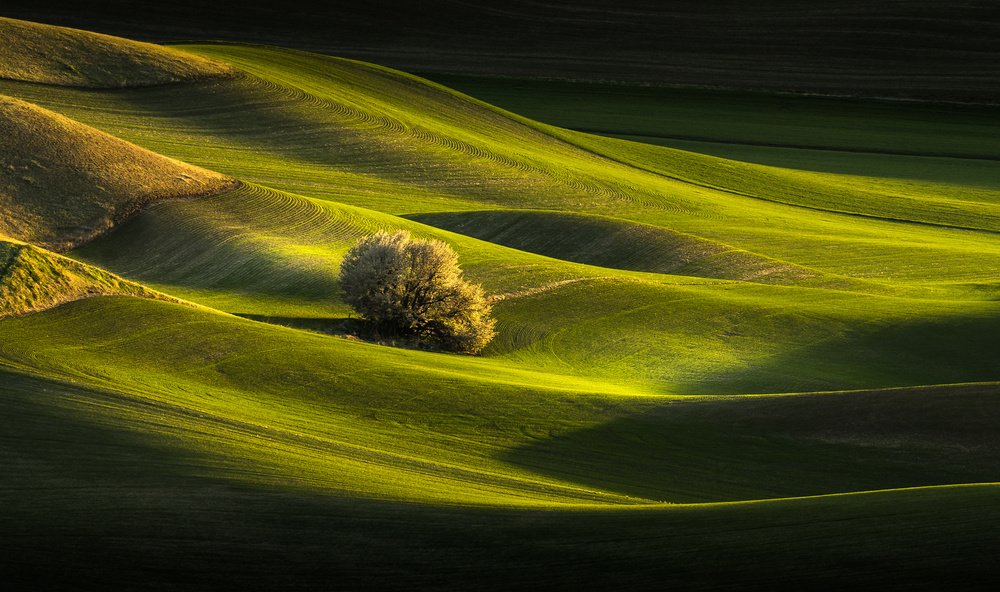 Lonely tree von Eileen Tan