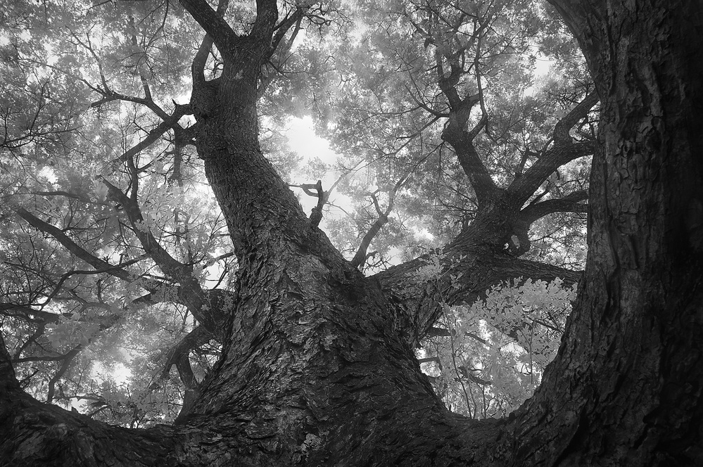 Hug of the tree von Ekkachai Khemkum