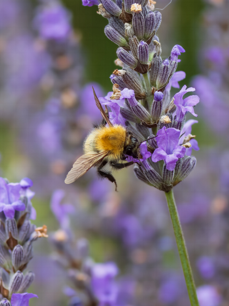 Busy Day von Elaine Henshaw