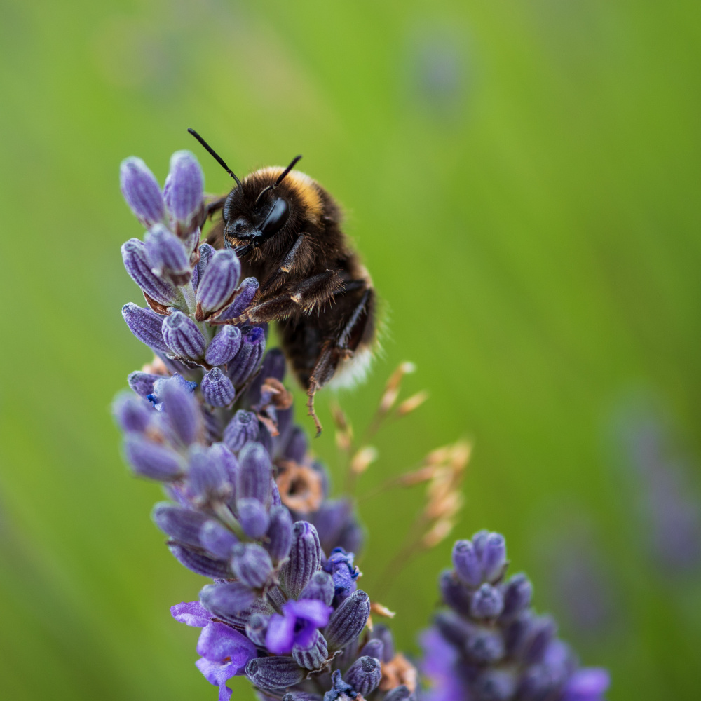 Bumblebee on Lavender von Elaine Henshaw