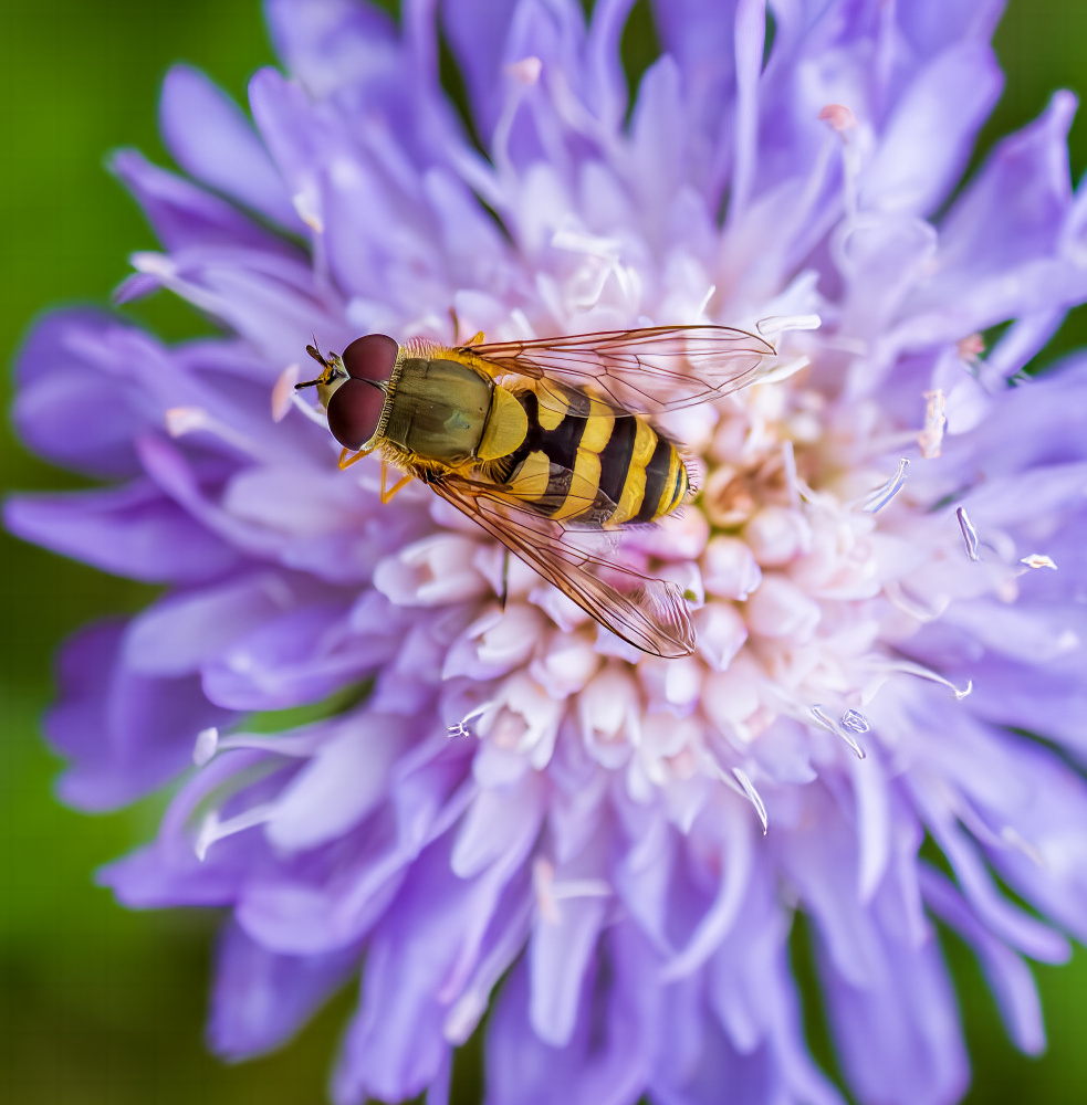 Hoverfly on Flower von Elaine Henshaw