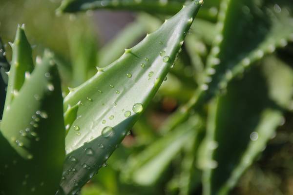 Aloe Vera von Elena Dietz