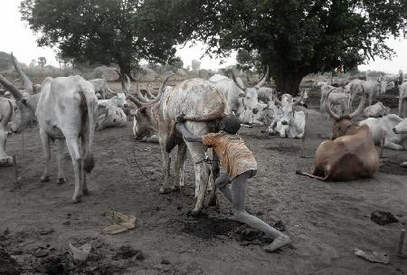 Children’s tasks in a Mundari camp