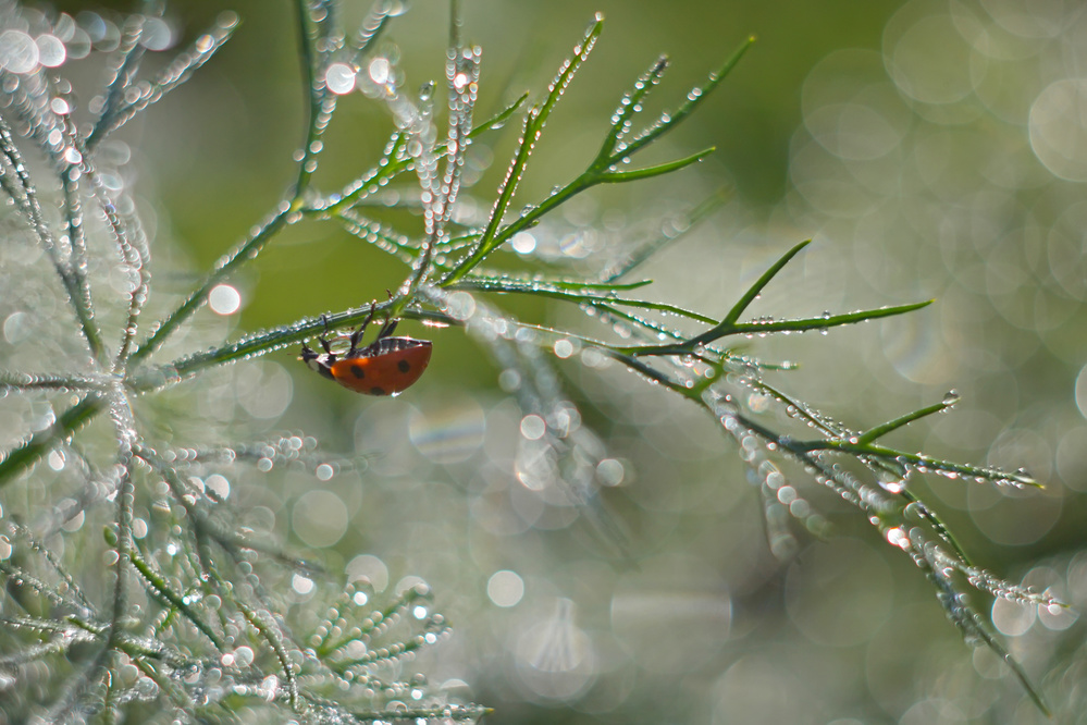 Shine of morning bokeh von Elena Solovieva