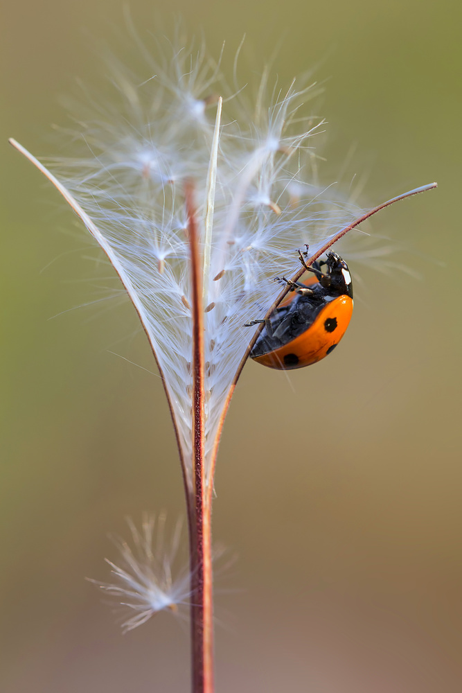 Before take-off von Elena Solovieva