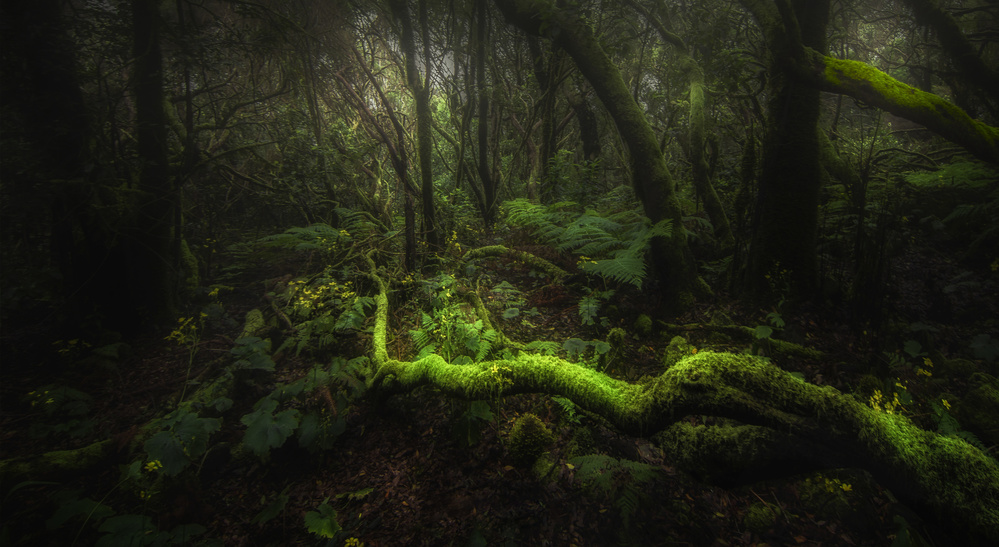 Making his way in Laurisilva. Tenerife von Eliecer Labory