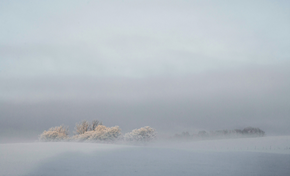 A whiter shade of gray von Elisabeth Liljenberg