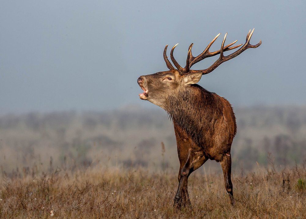 Red deer roaring von Elisabeth Liljenberg