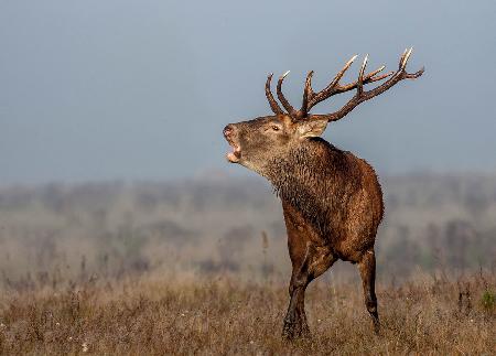 Red deer roaring