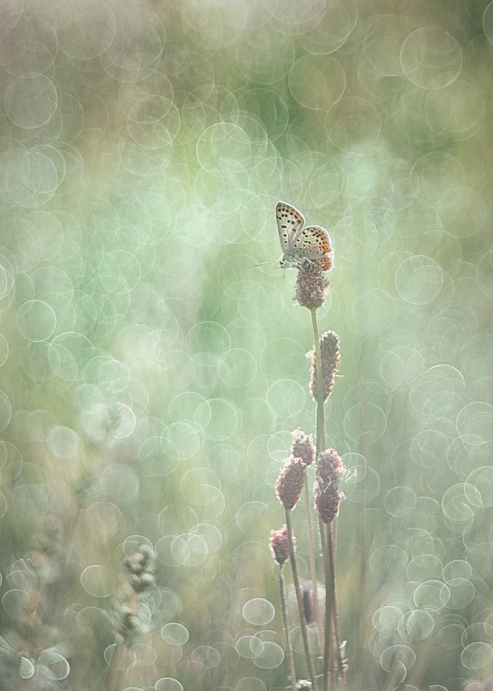 Bubbleliscious von Elisabeth van Helden