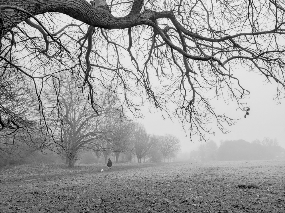 Field and Forest in Fog von Elizabeth Allen