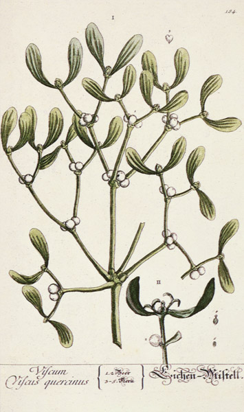 Mistletoe from 'A Curious Herbal' von Elizabeth Blackwell