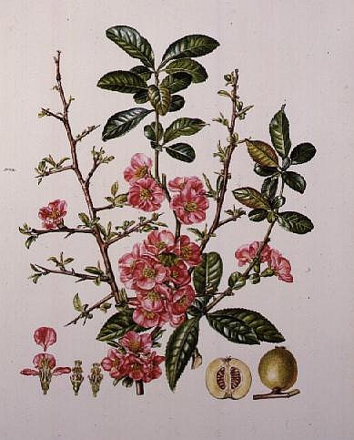 Japanese Quince (w/c)  von Elizabeth  Rice