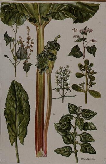 Rhubarb and other plants (w/c)  von Elizabeth  Rice