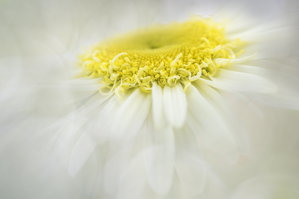 Shasta Daisy von Elizabeth Watt