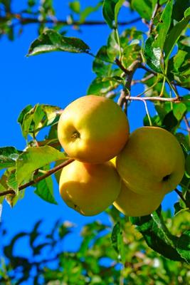 Makellose Äpfel Golden Delicious von Elke Ursula Deja-schnieder