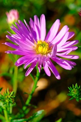 Kalk-Aster (Aster amellus L.) von Elke Ursula Deja-schnieder