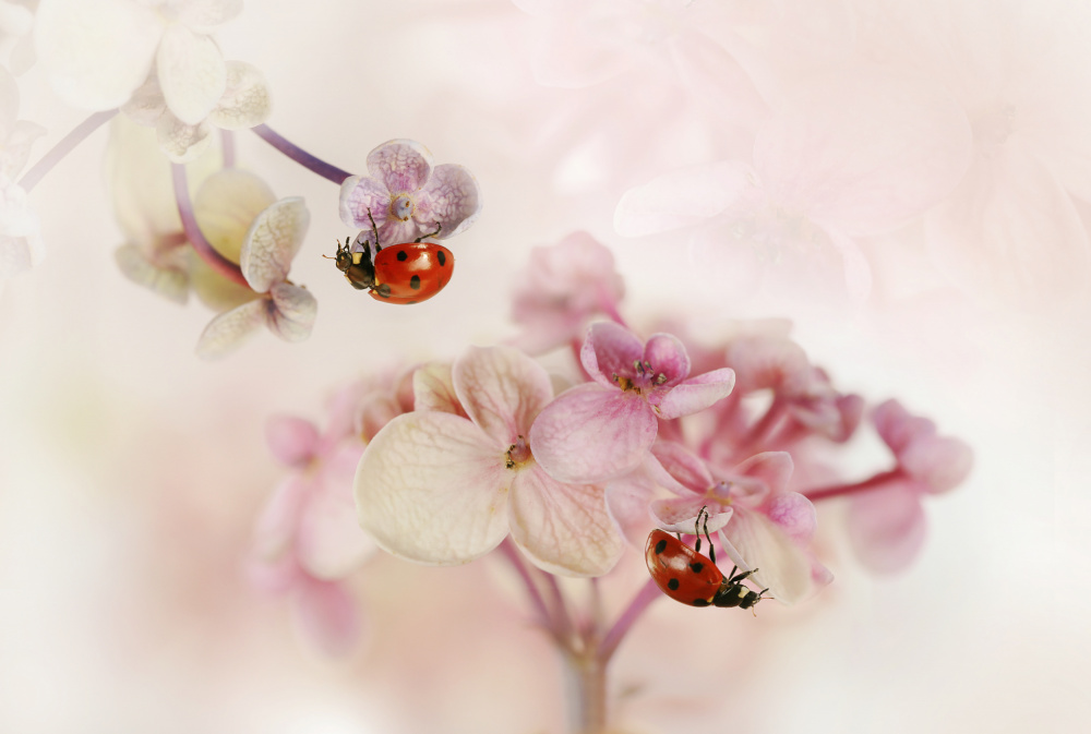 Flowers and ladybirds von Ellen Van Deelen