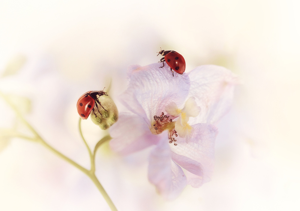 The meeting..... von Ellen Van Deelen