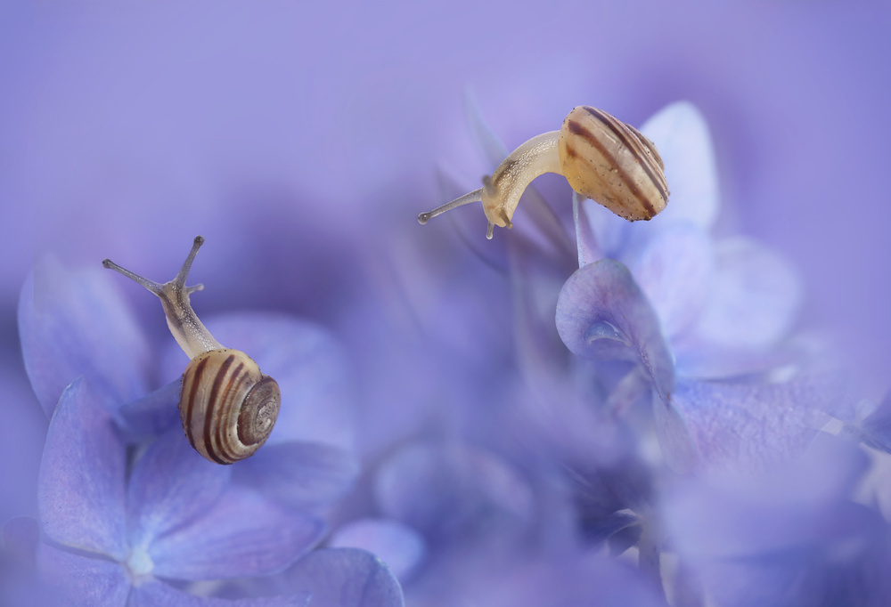 The encounter von Ellen Van Deelen