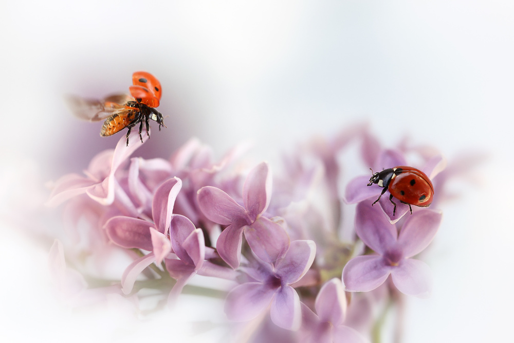 Almost summer.... von Ellen Van Deelen