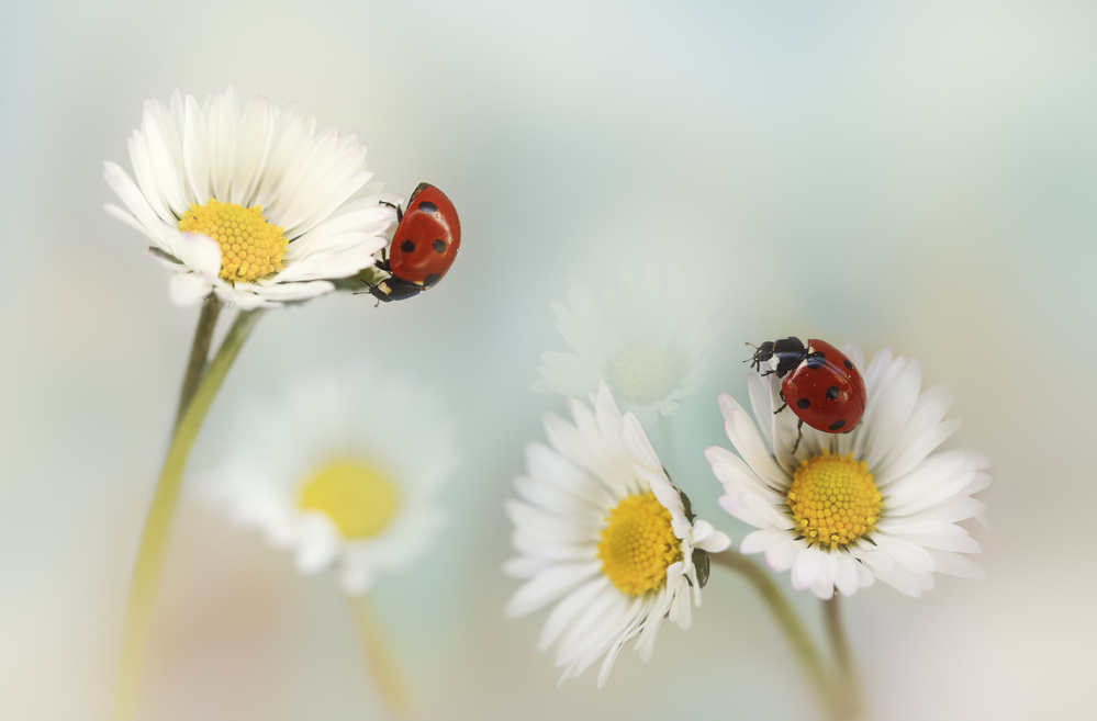 Springtime.... von Ellen Van Deelen