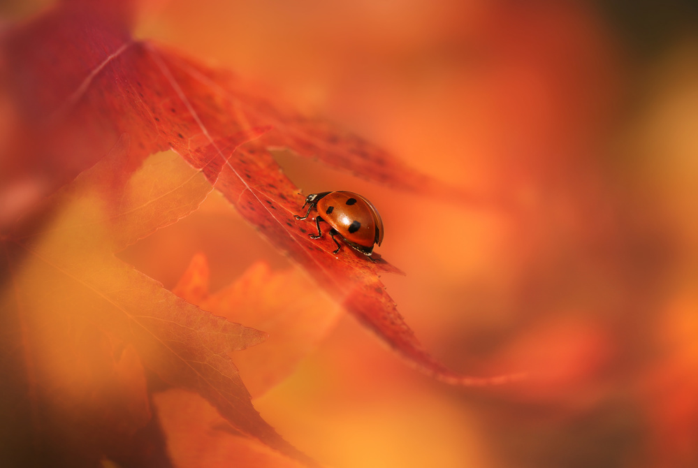 Autumn Ladybird von Ellen Van Deelen