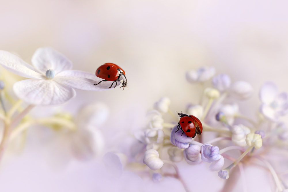 Small friends von Ellen Van Deelen