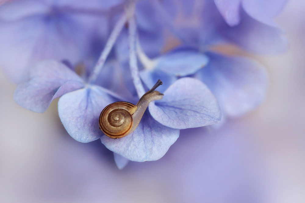 Little snail on hydrangea von Ellen Van Deelen