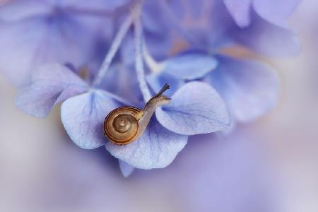 Little snail on hydrangea